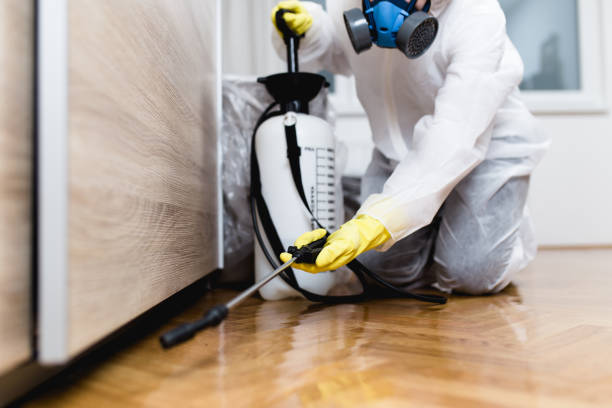 Best Termite Control Services  in Rural Hall, NC