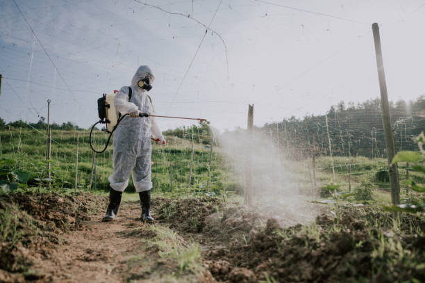 Best Termite Control Services  in Rural Hall, NC
