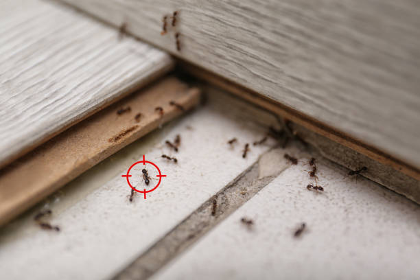 Best Wasp Removal Services  in Rural Hall, NC