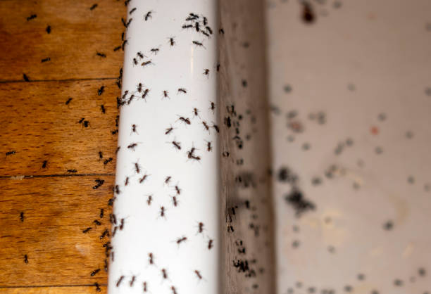 Insect Control in Rural Hall, NC