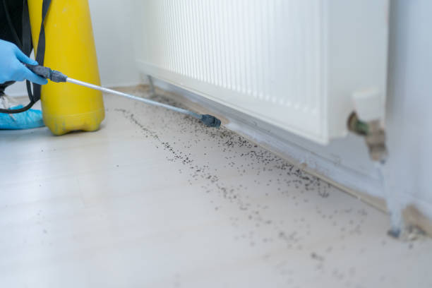 Best Pest Removal Services  in Rural Hall, NC