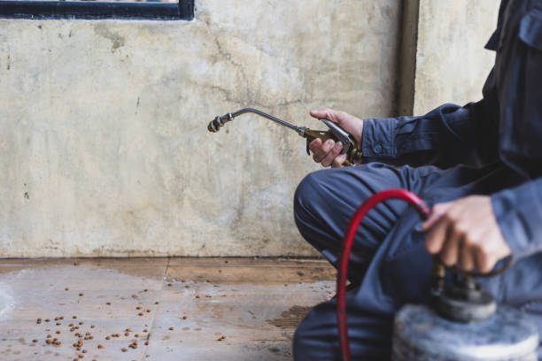Wasp Removal Services in Rural Hall, NC